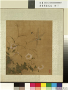 清鲁鼐画花鸟　册　菊蜻蜓,绘画,花草,草虫
