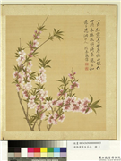 清张伟写生花卉　册　桃花,绘画,花草