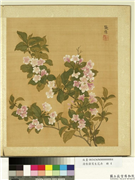 清张伟写生花卉　册　郁李花,绘画,花草