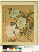 清张伟写生花卉　册　牡丹,绘画,花草