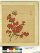 清张伟写生花卉　册　杜鹃,绘画,花草