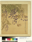 清张伟写生花卉　册　藤花,绘画,花草