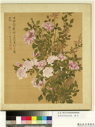 清张伟写生花卉　册　月季,绘画,花草
