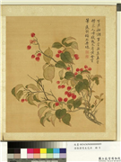 清张伟写生花卉　册　樱桃,绘画,果蔬