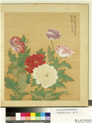 清张伟写生花卉　册　罂粟,绘画,花草