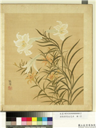 清张伟写生花卉　册　萱花百合,绘画,花草