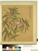 清张伟写生花卉　册　金凤花,绘画,花草