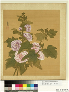 清张伟写生花卉　册　蜀葵,绘画,花草