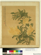 清张伟写生花卉　册　佛手柑,绘画,果蔬