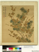 清张伟写生花卉　册　蜡梅罗汉松,绘画,花草,树木