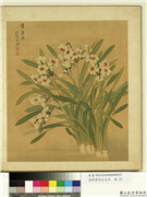 清张伟写生花卉　册　水仙,绘画,花草