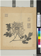 清张忠画花卉　册　牡丹,绘画,花草