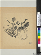 清张忠画花卉　册　佛手,绘画,果蔬