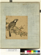 清无款花鸟画册　册　笑鸫,绘画,翎毛,树木