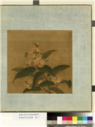 清无款花鸟画册　册　枇杷,绘画,果蔬