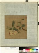 清无款花鸟画册　册　林檎,绘画,果蔬