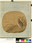 清无款花鸟画册　册　菊草,绘画,翎毛,花草