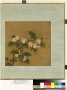 清无款花鸟画册　册　苹婆,绘画,果蔬