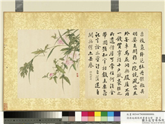 清蒋廷锡张照书画合璧　册　缠枝牡丹,绘画,书法,花草,草虫