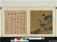 宋元明人合璧　册　宋徽宗茶花绶鸟,绘画,翎毛,花草