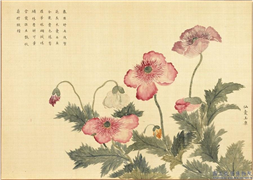 卉林胪瑞　册　清人仙囊玉粟,绘画,花草