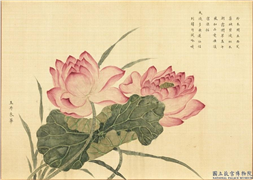卉林胪瑞　册　清人玉井朱华,绘画,花草