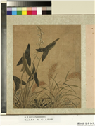 明人花果册　册　明人慈姑五榖,绘画,花草,五谷