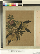 明人花果册　册　明人枇杷,绘画,果蔬