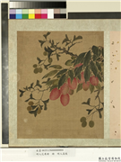 明人花果册　册　明人荔枝,绘画,果蔬,花草