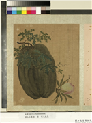 明人花果册　册　明人桃瓜,绘画,果蔬