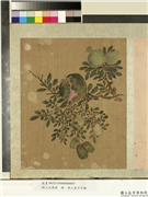 明人花果册　册　明人枣子石榴,绘画,果蔬