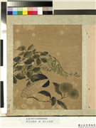 明人花果册　册　明人玉蜀黍,绘画,五谷,果蔬