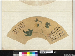 花卉画册　册　明沈周秋葵,绘画,花草