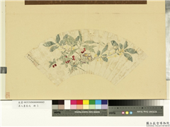 名人画扇 (戊)　册　明周之冕桂菊凤仙,绘画,花草