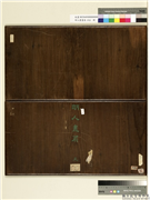 明人画扇（元）　册,绘画,