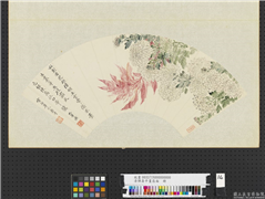 清恽寿平画扇面　册　菊老少年,绘画,花草