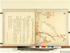 清黎明画白鹰海东青　册　海东青,绘画,翎毛,树木