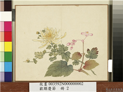 欢联庆节　册　菊花秋海棠,绘画,花草