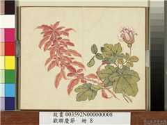 欢联庆节　册　月季雁来红,绘画,花草