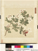 四时和气　册　玉佩冰姿,绘画,花草