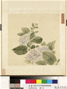四时和气　册　叠锦团绒,绘画,花草