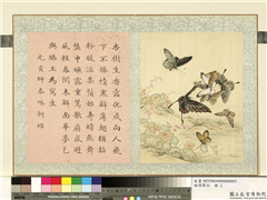 瓞绵繁衍　册　画元贡师泰咏新蝶,绘画,草虫,花草
