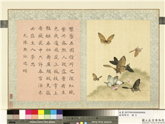 瓞绵繁衍　册　画元陈樵咏游蝶,绘画,草虫,花草