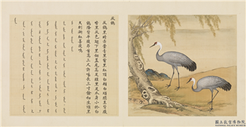 鸟谱（一）　册　灰鹤,绘画,翎毛,树木,花草