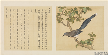 鸟谱（一）　册　黑山鹧,绘画,翎毛,树木