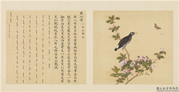 鸟谱（一）　册　燕八哥,绘画,翎毛,草虫,花草