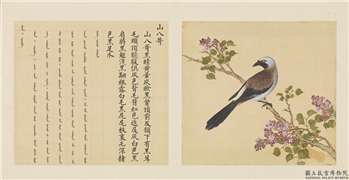 鸟谱（一）　册　山八哥,绘画,翎毛,花草
