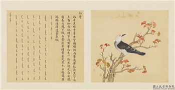 鸟谱（一）　册　白哥,绘画,翎毛,树木