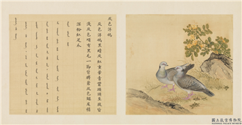 鸟谱（一）　册　灰色洋鸽,绘画,翎毛,花草
