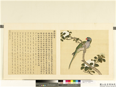 鸟谱（二）　册　南绿鹦哥,绘画,翎毛,花草
